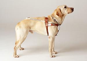 眼科の病気である白内障の症状と原因